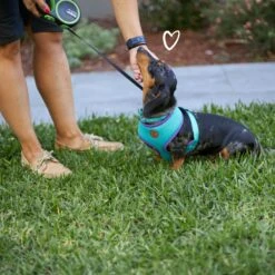 Active Soft Walking Dog Harness - Aqua & Purple -Kazoo Store Kazoo 11744 RetractableLead Medium Doodles ba3630e7 6bd0 415a 97d9 09dfc52188a1