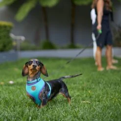 Active Soft Walking Dog Harness - Aqua & Purple -Kazoo Store Kazoo 11744 RetractableLead Medium LS2 434a19a7 18a8 4243 b455 2c34b1363a7e