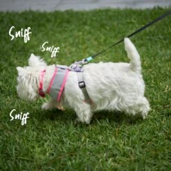 Retractable Dog Lead - 5 Metre - Up To 50kg -Kazoo Store Kazoo 11745 RetractableLead Large Doodles2