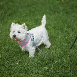 Retractable Dog Lead - 5 Metre - Up To 50kg -Kazoo Store Kazoo 11745 RetractableLead Large LS3