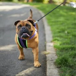 Active Walking Dog Harness - Purple & Lime -Kazoo Store Kazoo 11746 RetractableLead XLarge LS5 647e8adc 28be 4783 af50 696189be6b55