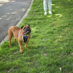Active Walking Dog Harness - Purple & Lime -Kazoo Store Kazoo 11746 RetractableLead XLarge LS8 bb290fda 1286 4ee5 84c7 bb3177dbeaa3