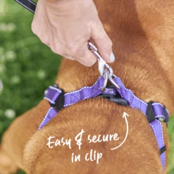 Retractable Dog Lead W/ Poop Bag Dispenser- 5 Metre - Up To 30kg -Kazoo Store Kazoo 11748 RetractableLeadw PoopBagDispenser Medium Doodles2