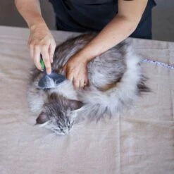 Cat Slicker Brush -Kazoo Store Kazoo 12626 CatSlickerBrush LS1 05804bd9 a512 47be 980a 40201abf165c