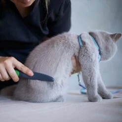 Cat Comb -Kazoo Store Kazoo 12650 CatComb LS1 b13904b5 35c5 4d40 ab3c 968e27dd87a3