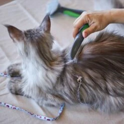 Cat Comb -Kazoo Store Kazoo 12650 CatComb LS3 303b8338 4d53 43e2 ade3 3b9cf1c531af