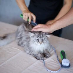 Cat Comb -Kazoo Store Kazoo 12650 CatComb LS6