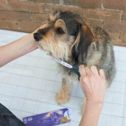 Thinning Scissors -Kazoo Store Kazoo 12776 ThinningScissors D 36