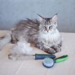 Shedding Tool -Kazoo Store Kazoo 12784 12626 CatGrooming LS1 80f277bd 25c3 411d 99e5 a4e09f4fd458