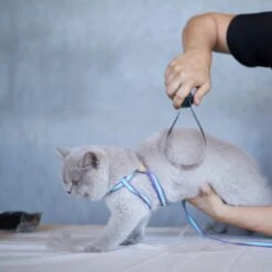 Shedding Tool -Kazoo Store Kazoo 12784 SheddingTool Doodles3