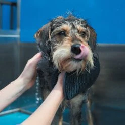 Washing Mitt 16 Washing Mitt -Kazoo Store Kazoo 12790 GroomingMitt D 66