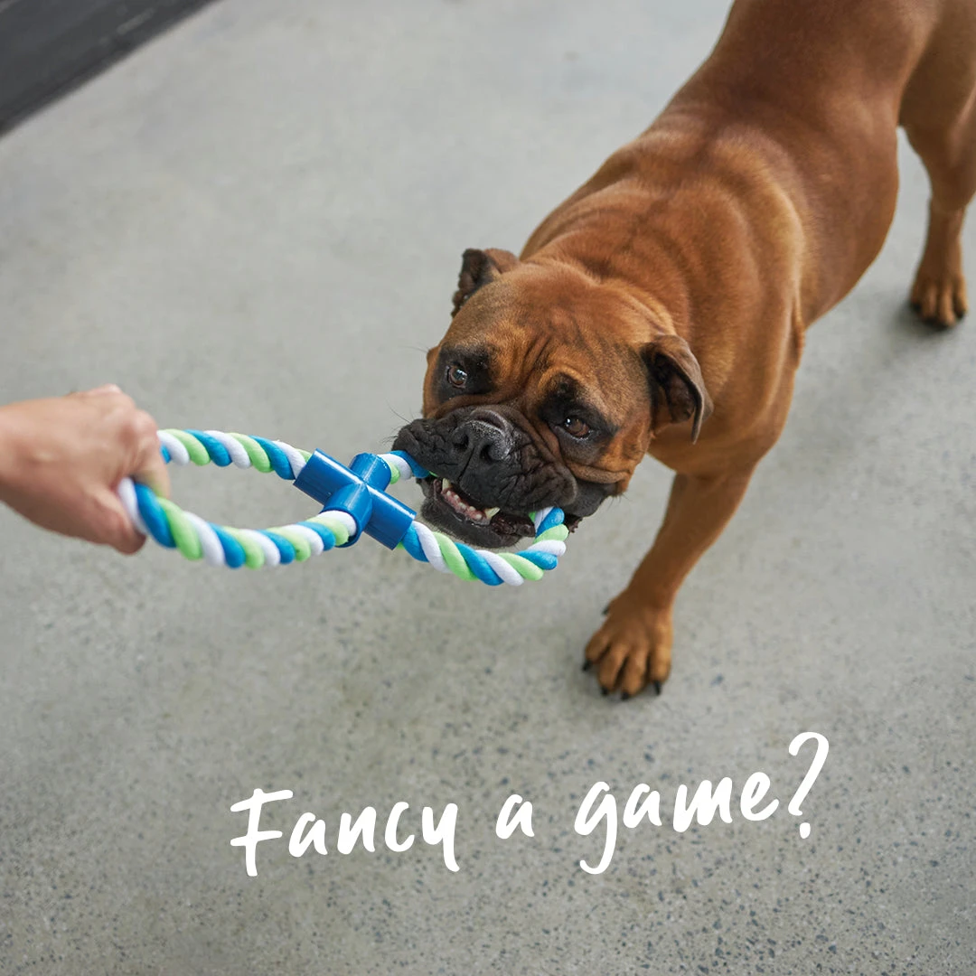 Twisted Rope Figure 8 Tug Dog Toy 4 Twisted Rope Figure 8 Tug Dog Toy - Image 2