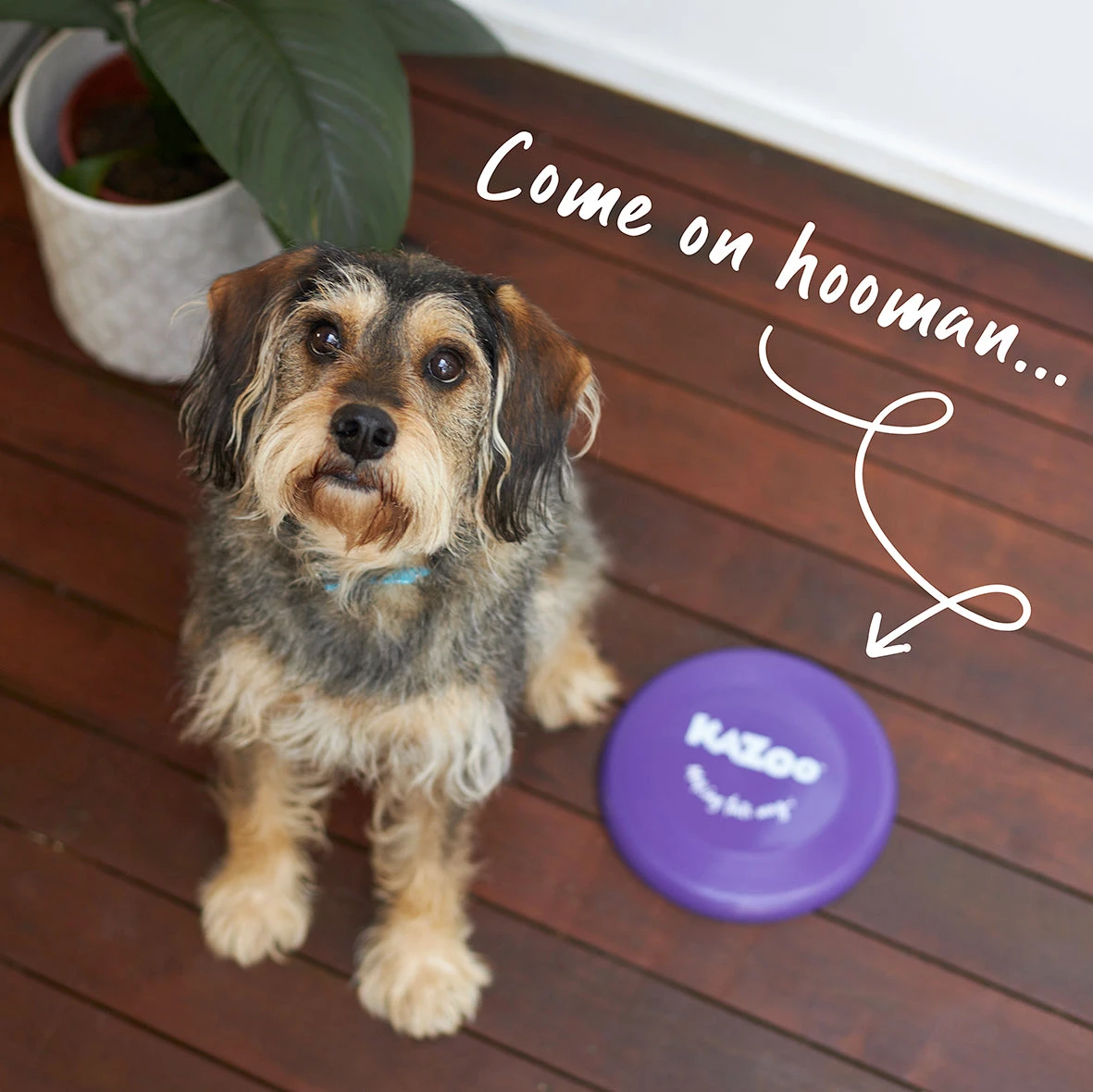 Kazoo Purple Frisbee Dog Toy 3 Kazoo Purple Frisbee Dog Toy