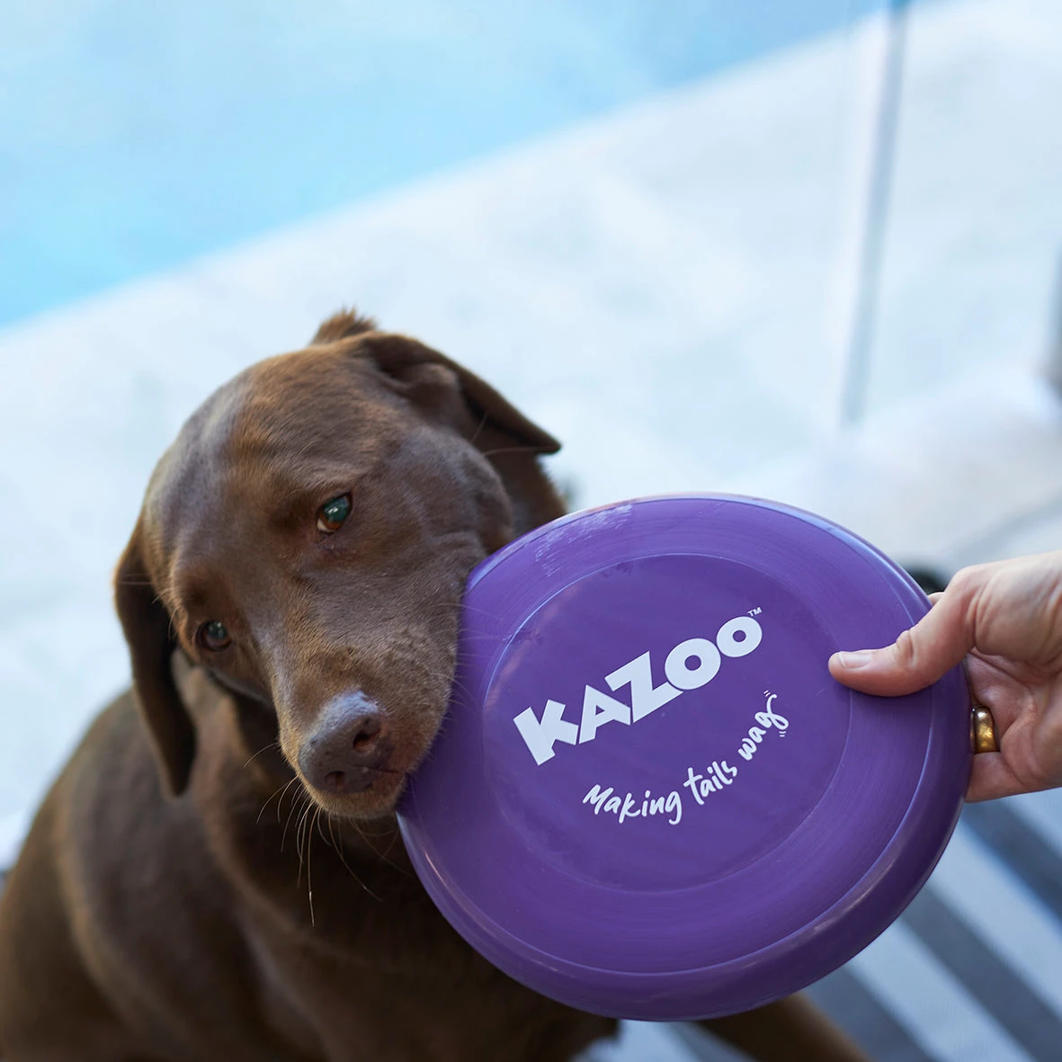 Kazoo Purple Frisbee Dog Toy 4 Kazoo Purple Frisbee Dog Toy - Image 2