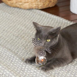 Eco-Friendly Wobble Bird Cat Toy With Recycled Materials 22 Eco-Friendly Wobble Bird Cat Toy With Recycled Materials -Kazoo Store Kazoo 13977 EcoKitty WobbleBird LS 2