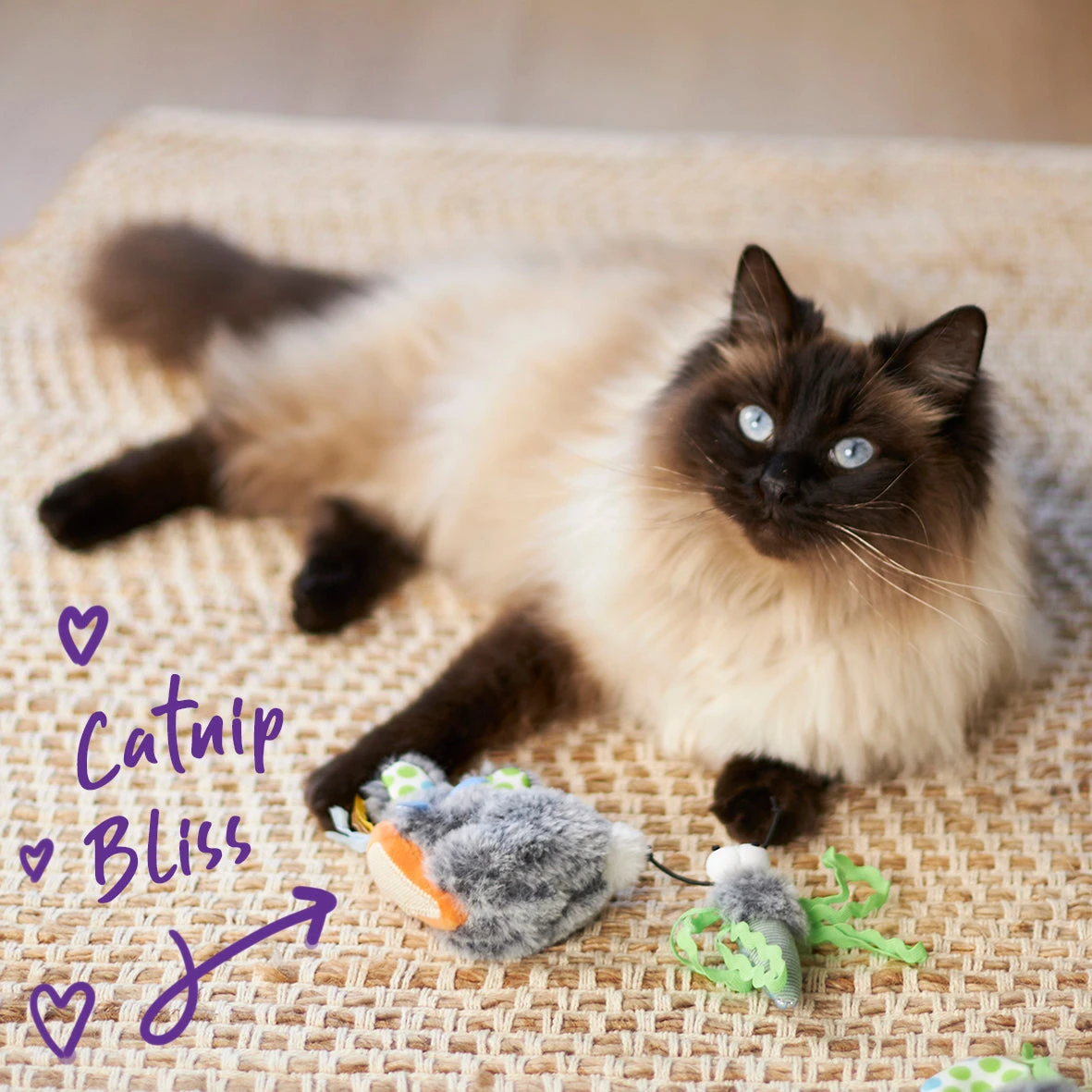 Hungry Bunny With Catnip 4 Hungry Bunny With Catnip - Image 2