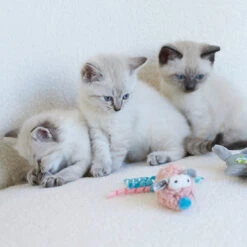 Pinky Mouse With Sound Chip And Catnip -Kazoo Store Kazoo 14020 PinkySqueakyMouse 15x5x5 LS7