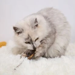 Kitty Silvervine Dental Chews - 10 Pack 16 Kitty Silvervine Dental Chews - 10 Pack -Kazoo Store Kazoo 14059 KittySilvervineDentalChews 05