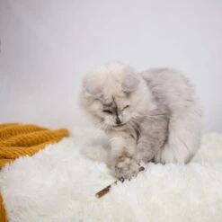 Kitty Silvervine Dental Chews - 10 Pack 17 Kitty Silvervine Dental Chews - 10 Pack -Kazoo Store Kazoo 14059 KittySilvervineDentalChews 06