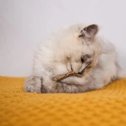 Kitty Silvervine Dental Chews - 10 Pack 20 Kitty Silvervine Dental Chews - 10 Pack -Kazoo Store Kazoo 14059 KittySilvervineDentalChews 07