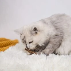 Kitty Silvervine Dental Chews - 10 Pack 22 Kitty Silvervine Dental Chews - 10 Pack -Kazoo Store Kazoo 14059 KittySilvervineDentalChews 08