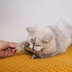 Kitty Silvervine Dental Chews - 10 Pack 18 Kitty Silvervine Dental Chews - 10 Pack -Kazoo Store Kazoo 14059 KittySilvervineDentalChews 09