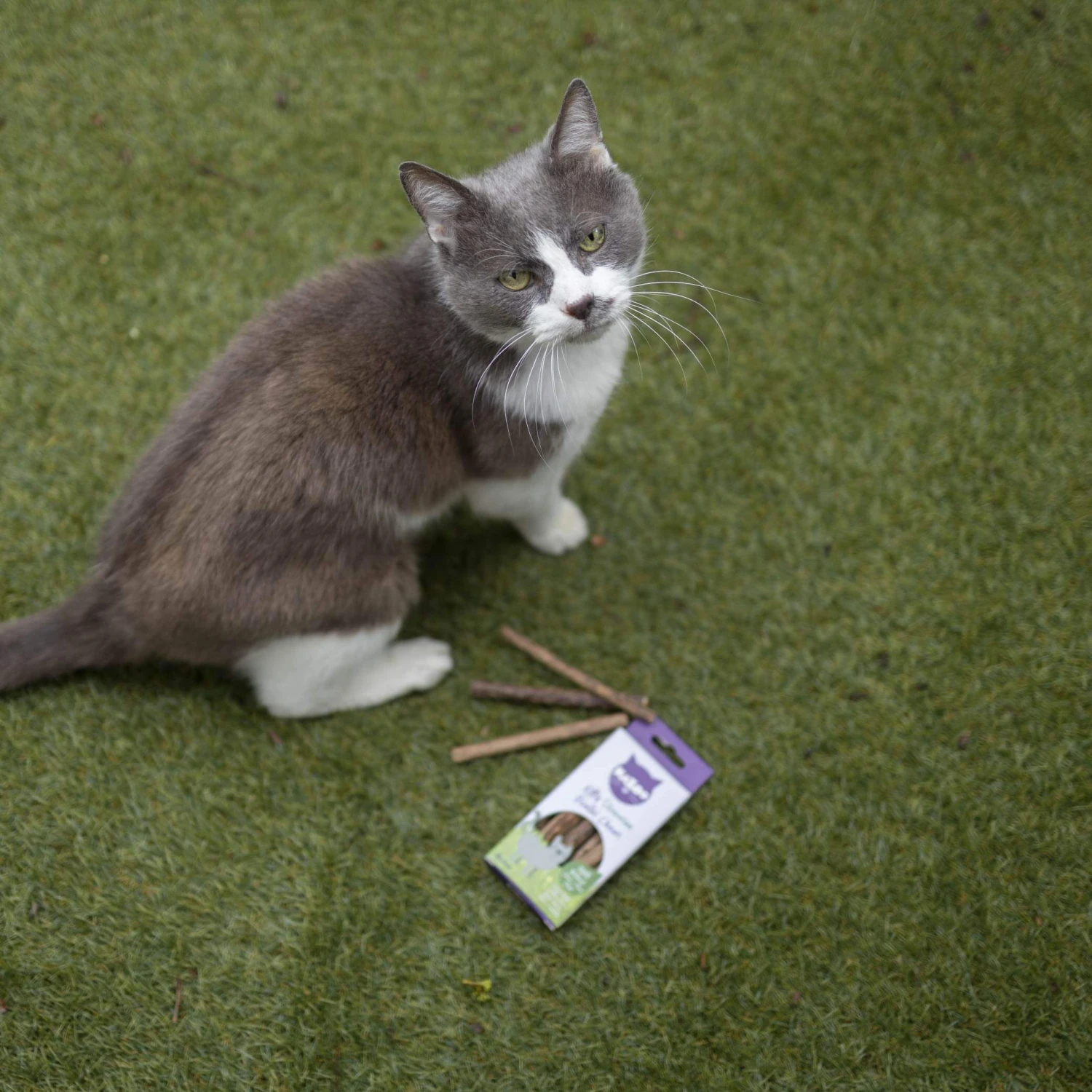 Kitty Silvervine Dental Chews - 10 Pack 8 Kitty Silvervine Dental Chews - 10 Pack - Image 6