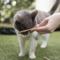 Kitty Silvervine Dental Chews - 10 Pack 21 Kitty Silvervine Dental Chews - 10 Pack -Kazoo Store Kazoo 14059 KittySilvervineDentalChews LS2