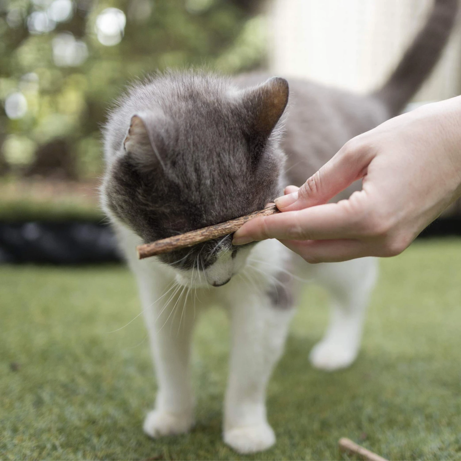 Kitty Silvervine Dental Chews - 10 Pack 10 Kitty Silvervine Dental Chews - 10 Pack - Image 8