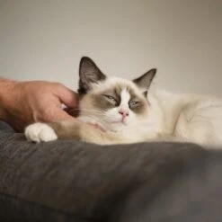 High Bed Sofa Cat Scratch Post - Grey -Kazoo Store Kazoo 15518 HighSofaBedScratchPost Grey Lifestyle2