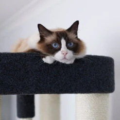 Kitty Climb Playground - Grey Carpet -Kazoo Store Kazoo 15533 KittyClimbPlayground GreyCarpet Cream 4