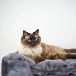 Kitty Climb Playground - Charcoal -Kazoo Store Kazoo 15562 KittyClimbPlayground CharcoalPlush GreySisal LS 026