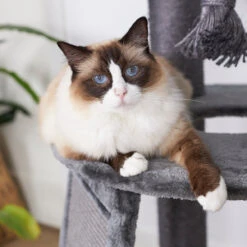 Kitty Scratch & Sleep Post - Charcoal 18 Kitty Scratch & Sleep Post - Charcoal -Kazoo Store Kazoo 15574 Scratch Sleep Charcoal LS 7