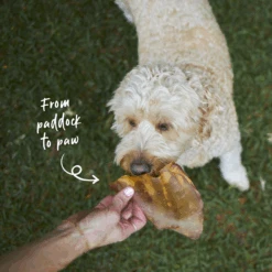 Cow Ears 17 Cow Ears -Kazoo Store Kazoo 15789 PrimeCuts CowEars 8Pack LS Doodles