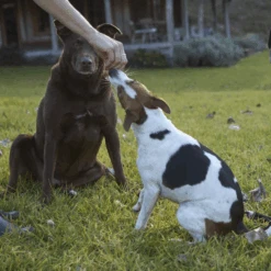 Aussie Lamb Brisket Crumble -Kazoo Store Kazoo 15897 Kazoo PrimeCuts LambBrisketCrumble 500g LS