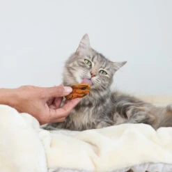 NZ Mussel Cat Treats 13 NZ Mussel Cat Treats -Kazoo Store Kazoo 16096 PrimeCutsCat Mussels LS2