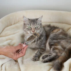 Aussie Rabbit Ears W/ Fur Cat Treats -Kazoo Store Kazoo 16097 PrimeCutsCat AustralianRabbitEars LS1