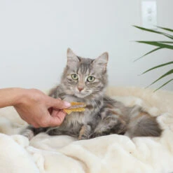 Aussie Anchovies Cat Treats -Kazoo Store Kazoo 16124 PrimeCutsCat AustralianAnchovies LS 1