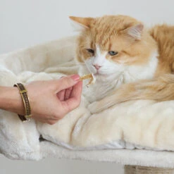 Aussie Anchovies Cat Treats -Kazoo Store Kazoo 16124 PrimeCutsCat AustralianAnchovies LS 2