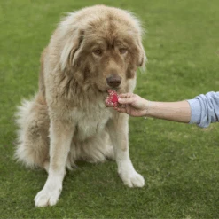 Dog Heart Cookie - Carob -Kazoo Store Kazoo 16151 Barney sBarkery DogTreatHeartCookie Carob LS 9f0741e3 e86a 4332 8276 8067888c1b09