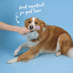 Dog Cake Pop - Pink/Purple -Kazoo Store Kazoo 16157 Barney sBarkery DogCakePop Pink Purple LS2 Doodles