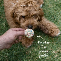 Dog Cupcake Duo - Blue/Multi -Kazoo Store Kazoo 16160 Barney sBarkery DogTreatCupcakeDuo Blue Multi LS Doodles 782653be 5ada 42d0 8130 844d06bff8a2