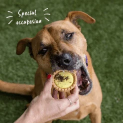 Dog Pawty Custard Tart -Kazoo Store Kazoo 16168 Barney sBarkery DogTreatPawtyCustardTart LS Doodles2 df90fdd6 20b0 4263 8d45 7a90d18a10f9