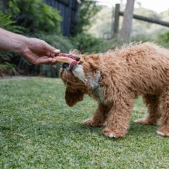 Dog Pawty Hot Dog -Kazoo Store Kazoo 16170 Barney sBarkery DogTreatPawtyHotDog LS e32bc3f0 1231 41cc 9aad a41be8b1190d