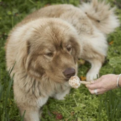 Meaty Pop - Chicken -Kazoo Store Kazoo 16183 Barney sBarkery MeatyPop Chicken LS 2
