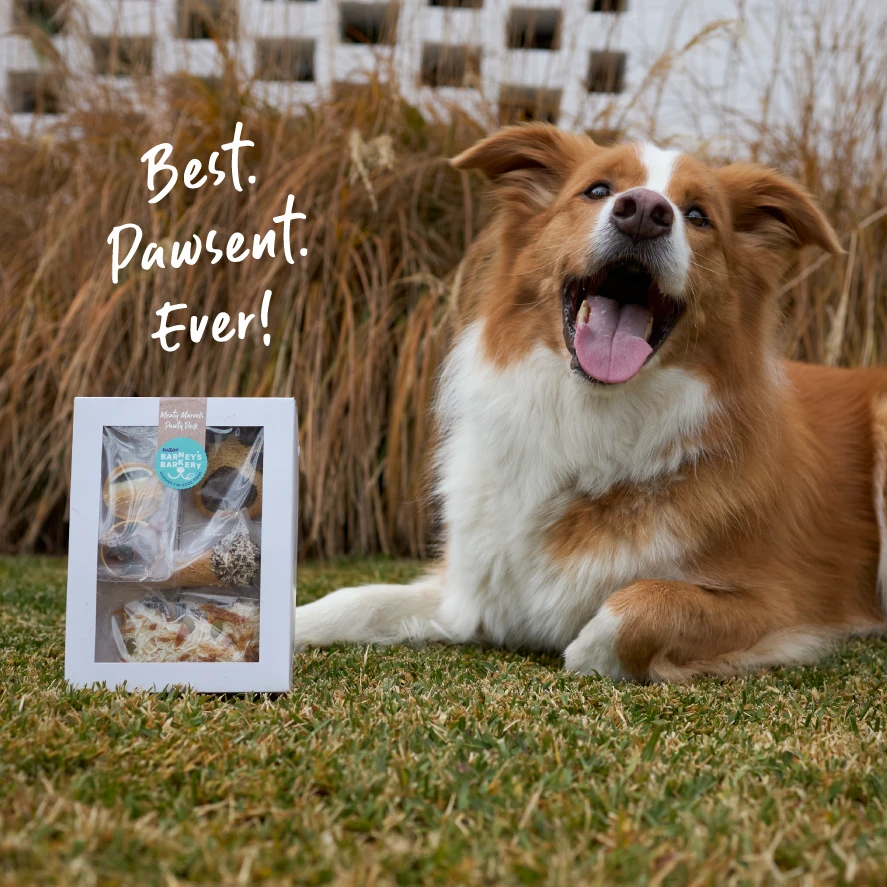 Dog Treats Meaty Marvel Pack 4 Dog Treats Meaty Marvel Pack - Image 2