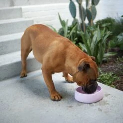 Better Bowl For Dogs - Musk Pink -Kazoo Store Kazoo 16414 BetterBowl Musk LS2
