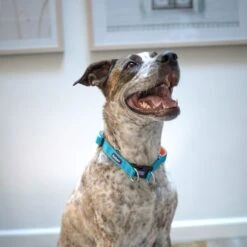 Active Easy-clip Dog Collar - Ocean Sunrise -Kazoo Store Kazoo ActiveTethering OceanSunrise LS23