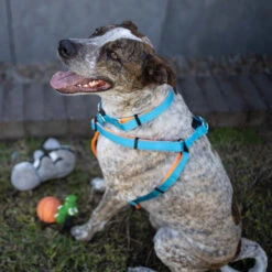 Active Walking Dog Harness - Ocean Sunrise -Kazoo Store Kazoo ActiveTethering OceanSunrise LS3