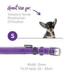 Active Dog Collar - Purple & Lime -Kazoo Store Kazoo Active Collar Purple Lime 29